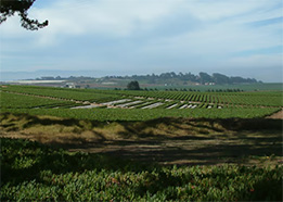 Salinas Valley