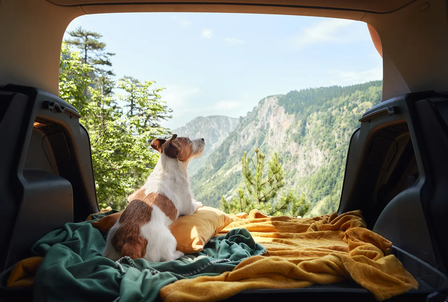 A dog sitting in the back of a car looking out at the mountains