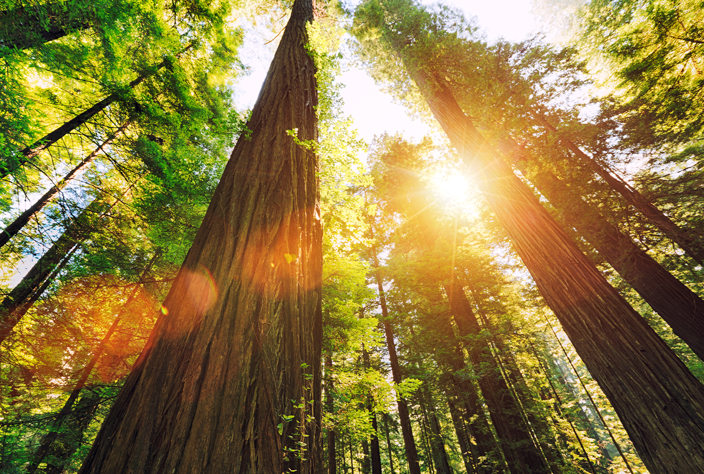 redwood trees