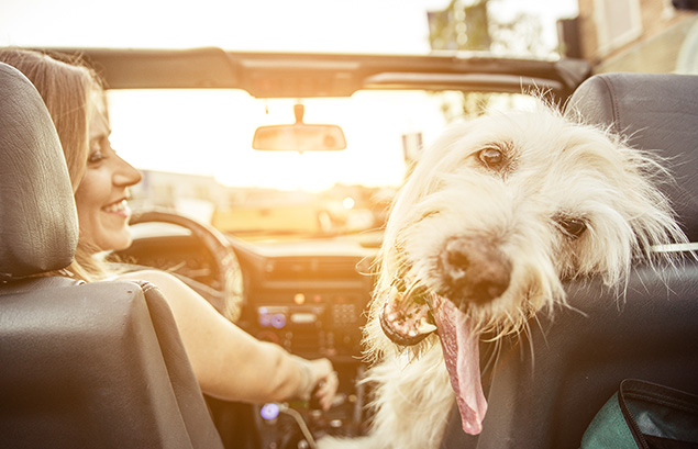 Women driving with her dog.